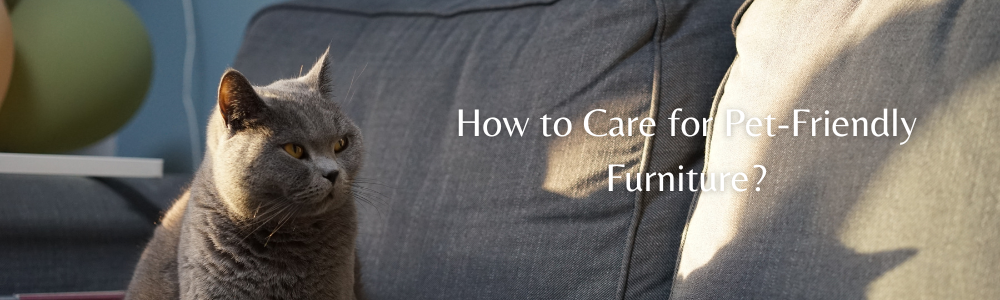 How to Care for Pet-Friendly Furniture?